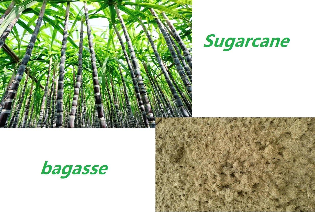 bagasse pulp process