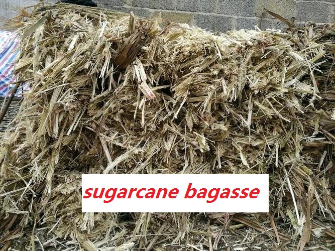 Bagasse Food Container Machine